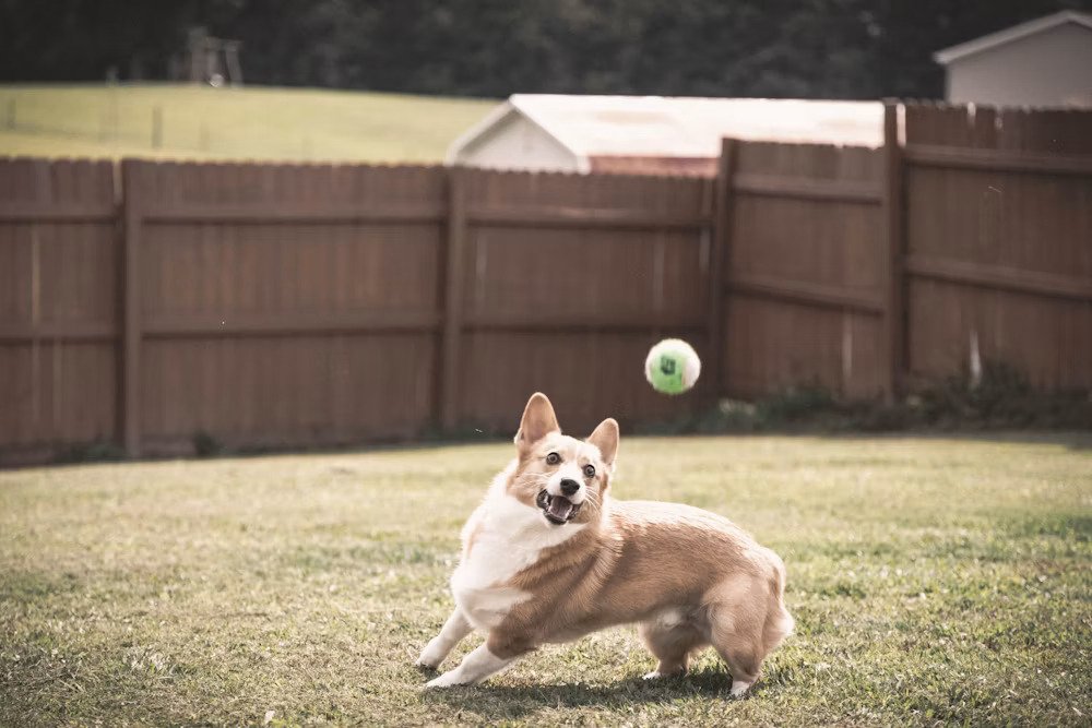 Regal Paws Toys collection